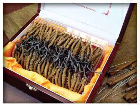 北安冬虫夏草回收